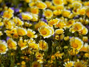 Preview wallpaper leia, flowers, petals, spring