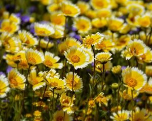 Preview wallpaper leia, flowers, petals, spring