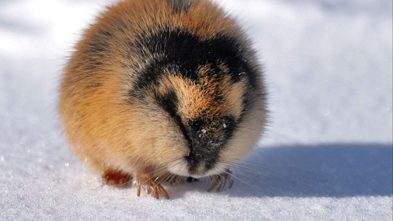 Wallpaper lemming, arctic char, snow, winter