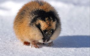 Preview wallpaper lemming, arctic char, snow, winter