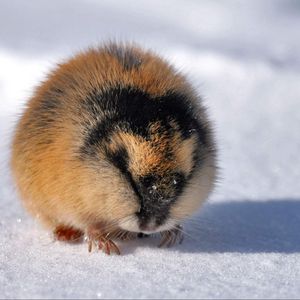 Preview wallpaper lemming, arctic char, snow, winter