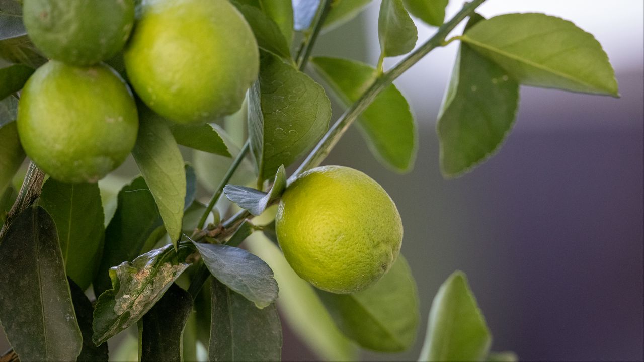 Wallpaper lemon, citrus, branch, leaves