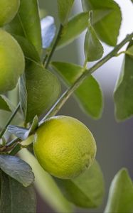 Preview wallpaper lemon, citrus, branch, leaves