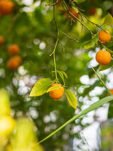 Preview wallpaper lemon, citrus, branch, leaves, blur