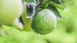 Preview wallpaper lime, citrus, drops, leaves, branch, green, macro