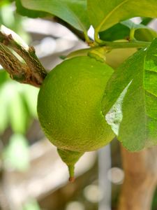 Preview wallpaper lemon, citrus, fruit, leaves, branch, macro, green