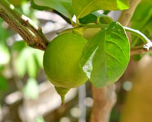 Preview wallpaper lemon, citrus, fruit, leaves, branch, macro, green