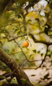 Preview wallpaper lemon, fruit, citrus, yellow, branches, tree