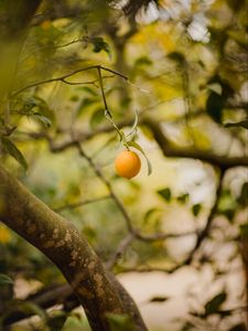 Preview wallpaper lemon, fruit, citrus, yellow, branches, tree