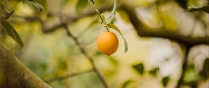 Preview wallpaper lemon, fruit, citrus, yellow, branches, tree