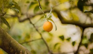 Preview wallpaper lemon, fruit, citrus, yellow, branches, tree