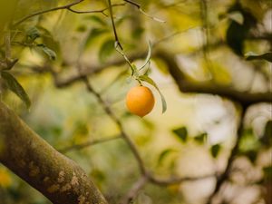 Preview wallpaper lemon, fruit, citrus, yellow, branches, tree