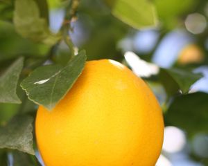 Preview wallpaper lemon, fruit, citrus, branch, leaves, macro