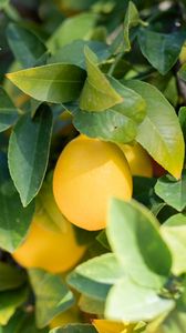 Preview wallpaper lemon, fruit, leaves, branches, plant