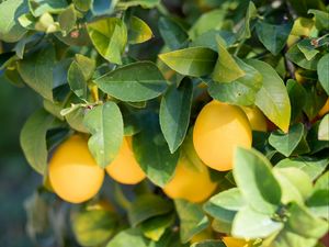 Preview wallpaper lemon, fruit, leaves, branches, plant