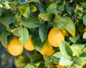 Preview wallpaper lemon, fruit, leaves, branches, plant