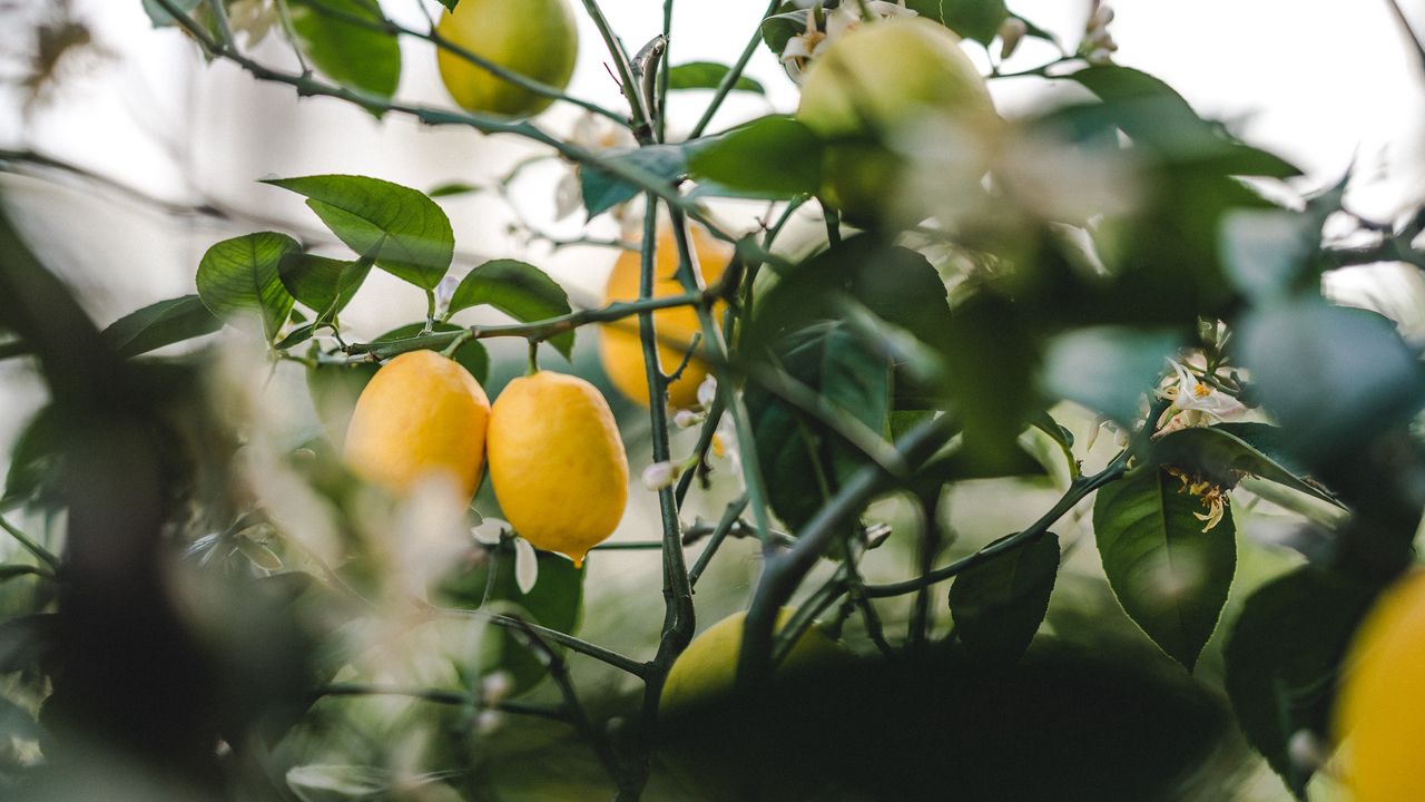 Wallpaper lemon, fruit, plant, leaves