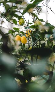 Preview wallpaper lemon, fruit, plant, leaves