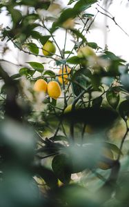 Preview wallpaper lemon, fruit, plant, leaves