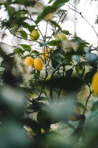 Preview wallpaper lemon, fruit, plant, leaves