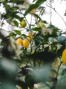 Preview wallpaper lemon, fruit, plant, leaves