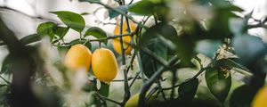 Preview wallpaper lemon, fruit, plant, leaves