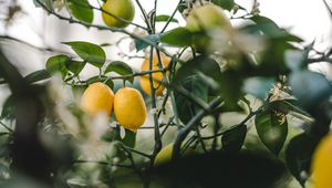 Preview wallpaper lemon, fruit, plant, leaves