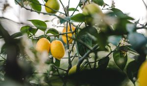 Preview wallpaper lemon, fruit, plant, leaves