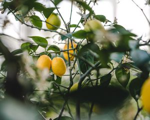 Preview wallpaper lemon, fruit, plant, leaves