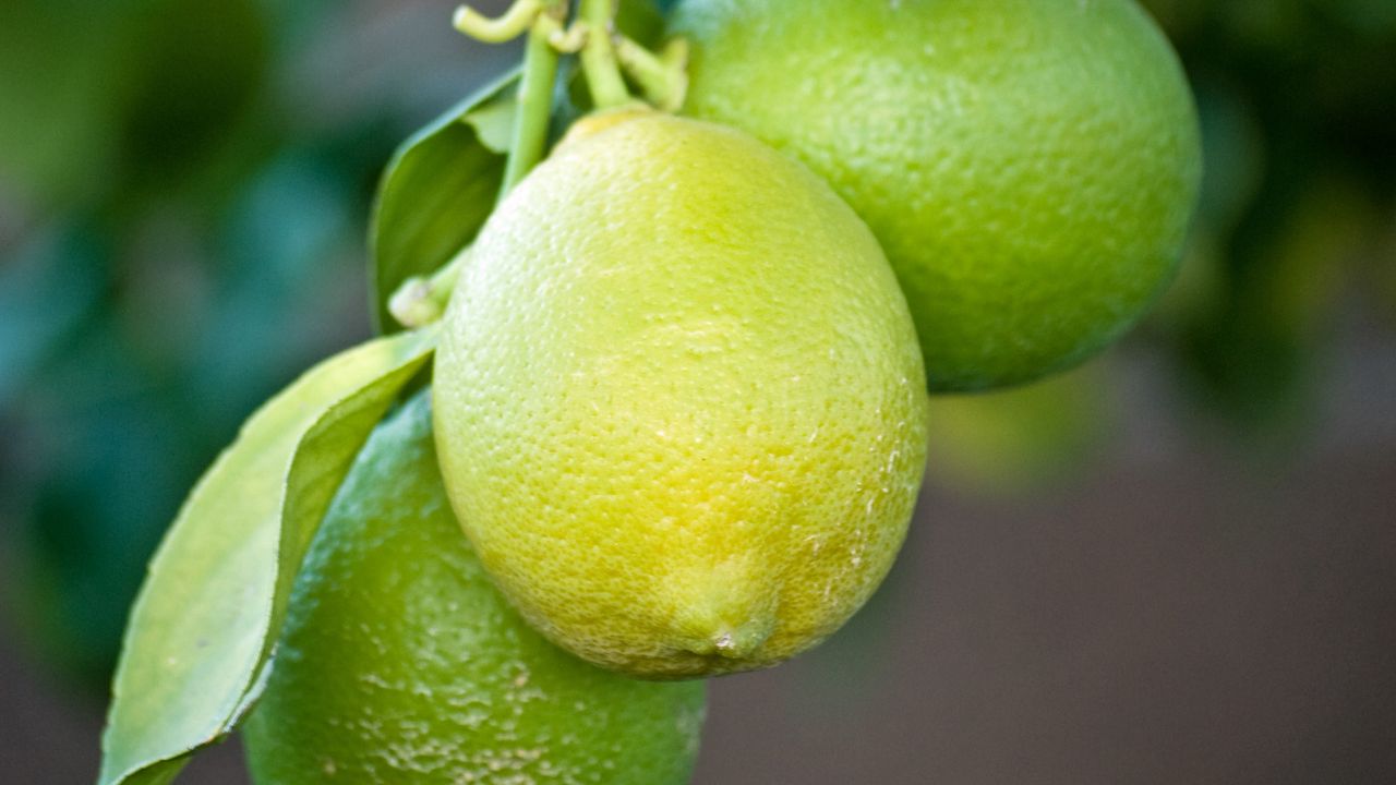 Wallpaper lemons, branch, leaves, macro