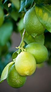 Preview wallpaper lemons, branch, leaves, macro