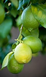 Preview wallpaper lemons, branch, leaves, macro