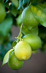 Preview wallpaper lemons, branch, leaves, macro