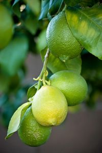 Preview wallpaper lemons, branch, leaves, macro