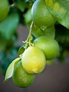 Preview wallpaper lemons, branch, leaves, macro