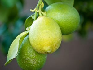 Preview wallpaper lemons, branch, leaves, macro