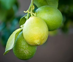 Preview wallpaper lemons, branch, leaves, macro