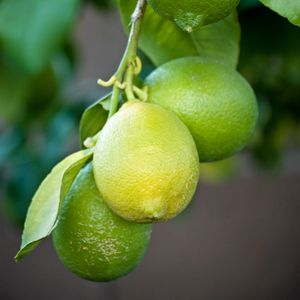 Preview wallpaper lemons, branch, leaves, macro