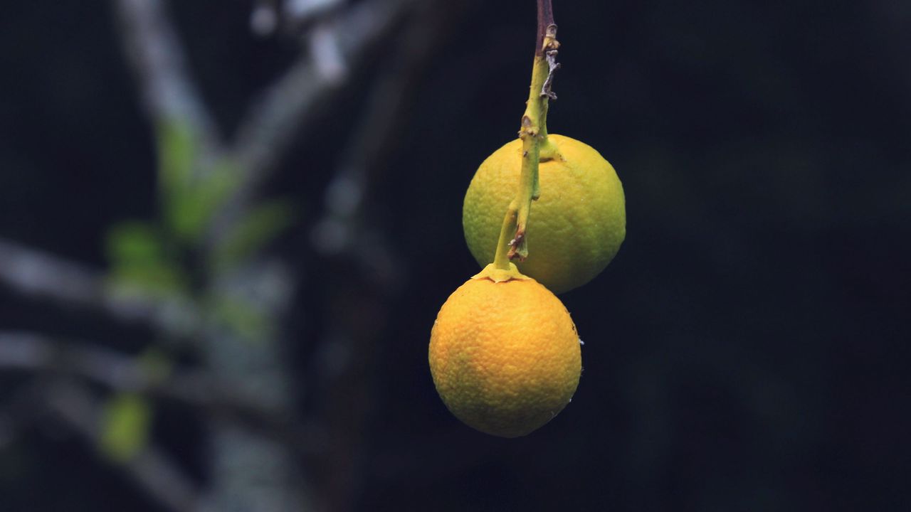 Wallpaper lemons, citrus, branch