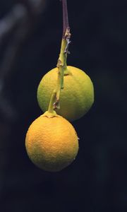 Preview wallpaper lemons, citrus, branch