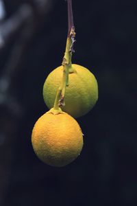 Preview wallpaper lemons, citrus, branch