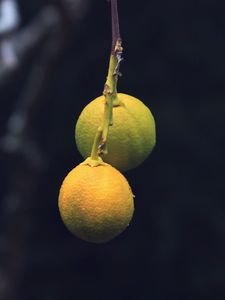 Preview wallpaper lemons, citrus, branch