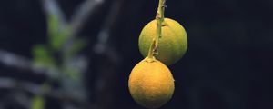 Preview wallpaper lemons, citrus, branch