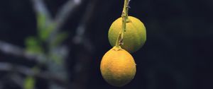 Preview wallpaper lemons, citrus, branch