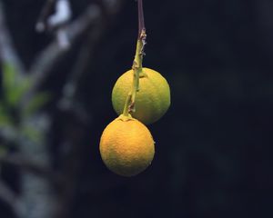 Preview wallpaper lemons, citrus, branch