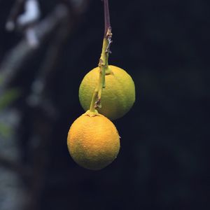 Preview wallpaper lemons, citrus, branch