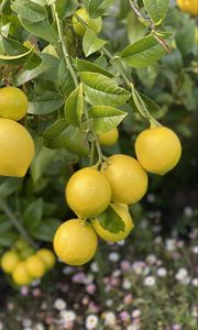 Preview wallpaper lemons, citrus, branches, leaves, macro