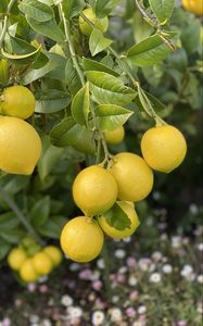 Preview wallpaper lemons, citrus, branches, leaves, macro