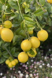 Preview wallpaper lemons, citrus, branches, leaves, macro