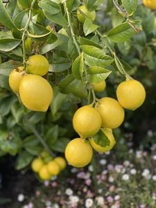 Preview wallpaper lemons, citrus, branches, leaves, macro